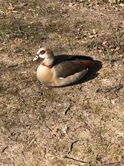 Alopochen aegyptiaca