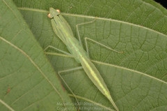 Sinomantis denticulata