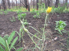 Tragopogon ucrainicus