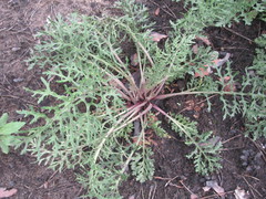 Jacobaea borysthenica
