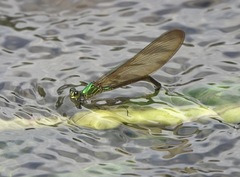 Neurobasis luzoniensis