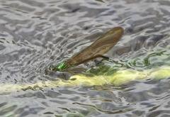 Neurobasis luzoniensis