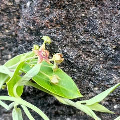 Vincetoxicum dalzellii