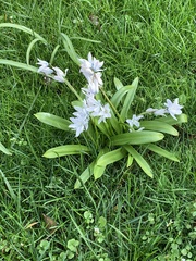 Scilla mischtschenkoana