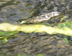 Neurobasis luzoniensis