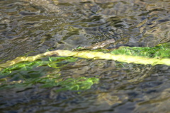 Neurobasis luzoniensis