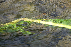 Neurobasis luzoniensis