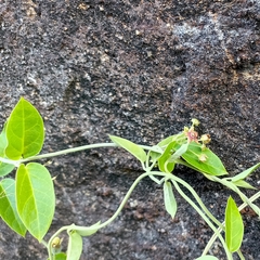Vincetoxicum dalzellii