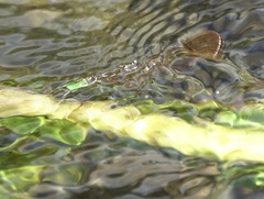 Neurobasis luzoniensis