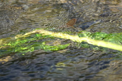 Neurobasis luzoniensis