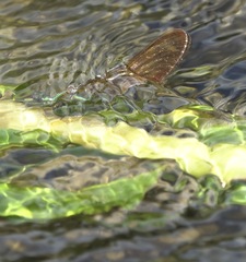 Neurobasis luzoniensis