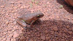 Boana multifasciata