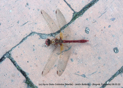 Sympetrum gilvum