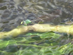 Neurobasis luzoniensis