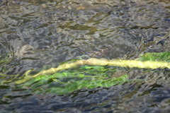 Neurobasis luzoniensis