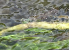 Neurobasis luzoniensis