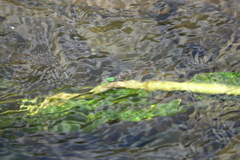 Neurobasis luzoniensis