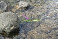 Neurobasis luzoniensis