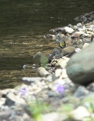 Motacilla cinerea