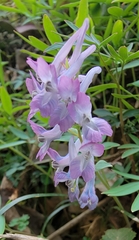 Corydalis yanhusuo