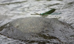 Neurobasis luzoniensis