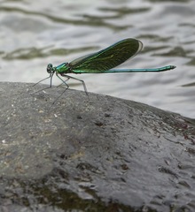 Neurobasis luzoniensis