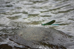 Neurobasis luzoniensis