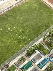 Psittacula alexandri