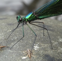 Neurobasis luzoniensis