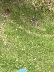 Psittacula alexandri