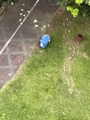 Psittacula alexandri