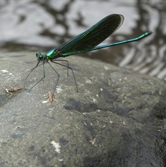 Neurobasis luzoniensis