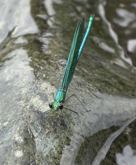 Neurobasis luzoniensis