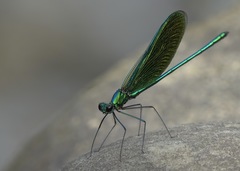 Neurobasis luzoniensis