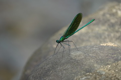 Neurobasis luzoniensis