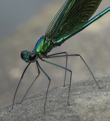 Neurobasis luzoniensis