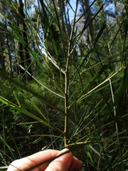 Acacia longissima