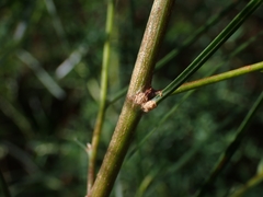 Acacia longissima