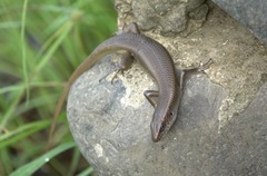 Eutropis multifasciata