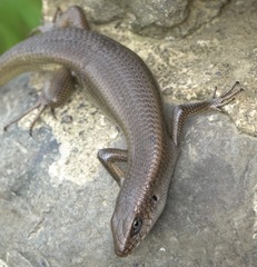Eutropis multifasciata