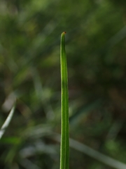 Acacia longissima
