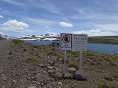 Caltha appendiculata
