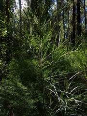 Acacia longissima
