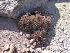 Senecio subdiscoideus