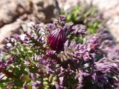 Senecio subdiscoideus