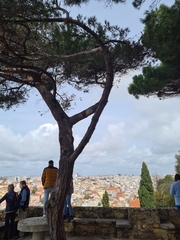 Pinus pinea