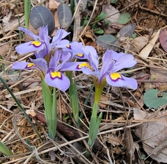 Iris proantha
