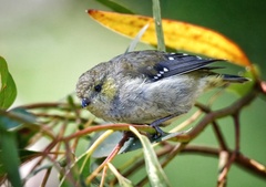 Pardalotus quadragintus