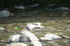 Neurobasis luzoniensis