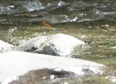 Neurobasis luzoniensis